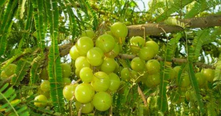 Amla Benefits