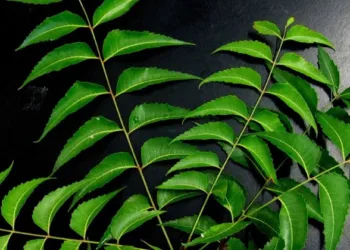 How to Use Neem Leaves