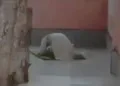 मंदिर परिसर में नमाज अदा करता मुस्लिम युवक