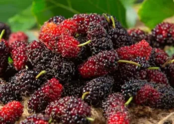 mulberry benefits