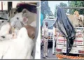 Odisha cow recovered