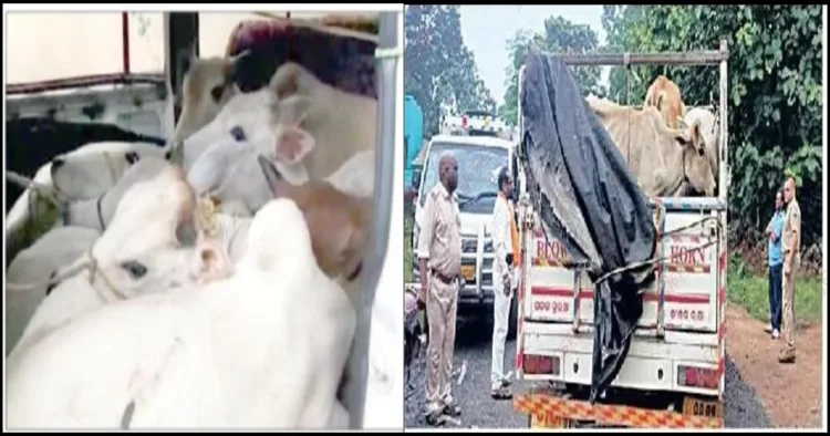 Odisha cow recovered