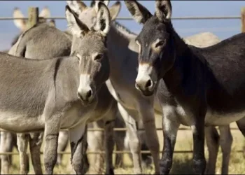 Why China demanding Pakistani Donkeys