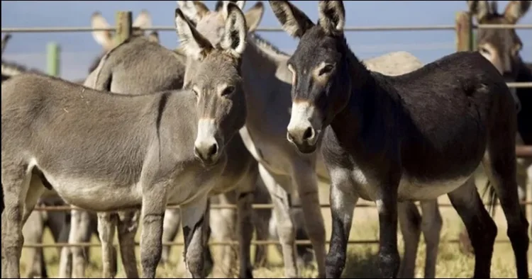 Why China demanding Pakistani Donkeys