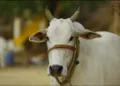 Beef found in Punjab