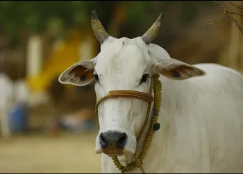 Beef found in Punjab