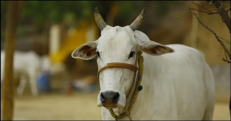 Beef found in Punjab