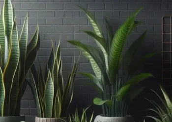 Best Indoor Plants for Air Purification
