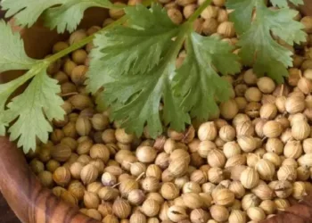coriander seeds benefits