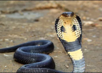 One year old bites Cobra to death in Bihar