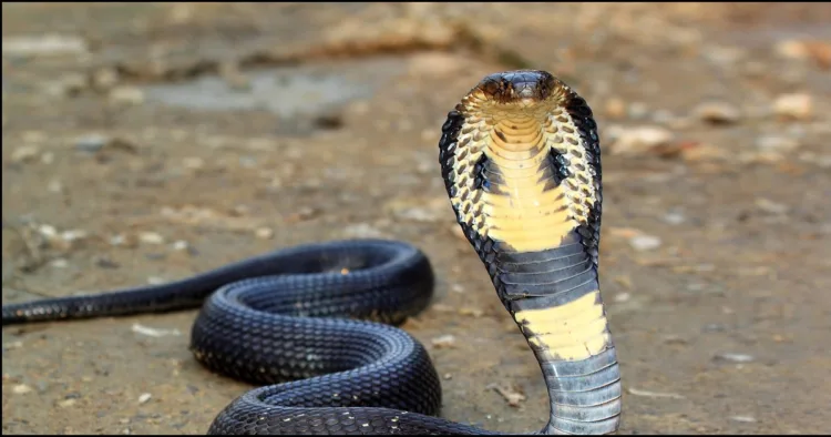 One year old bites Cobra to death in Bihar