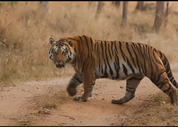 Tiger increased in UP