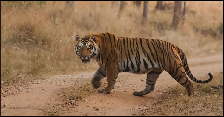 Tiger increased in UP