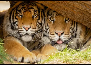 World tiger day-2025