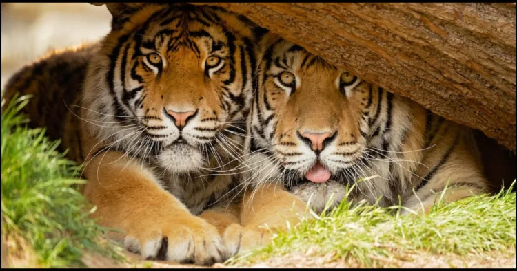 World tiger day-2025