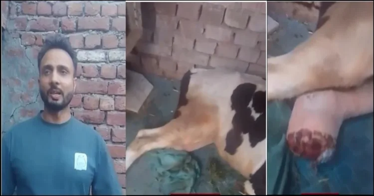 Cow leg cut off by a bomb shell during operation Sindoor