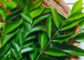 Curry Leaves Benefits