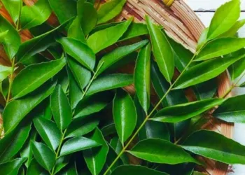 Curry Leaves Benefits