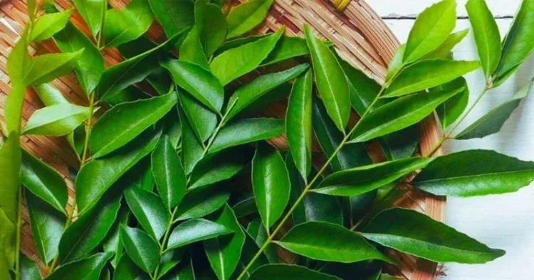 Curry Leaves Benefits
