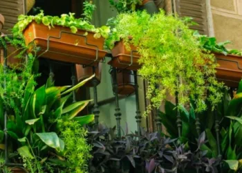 Beneficial Plants For Home
