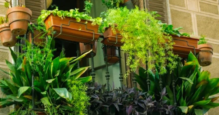 Beneficial Plants For Home