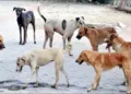 Supreme court on Stray Dogs