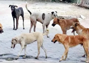Supreme court on Stray Dogs