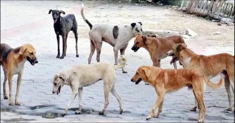 Supreme court on Stray Dogs