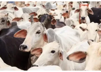 प्रतीकात्मक तस्वीर