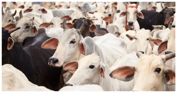 प्रतीकात्मक तस्वीर