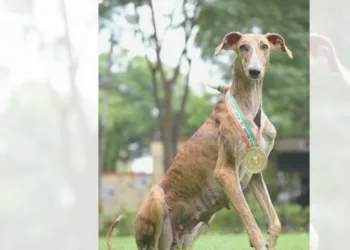 BSF ट्रेनिंग के बाद देसी Dogs ने विदेशी नस्लों को पछाड़ा