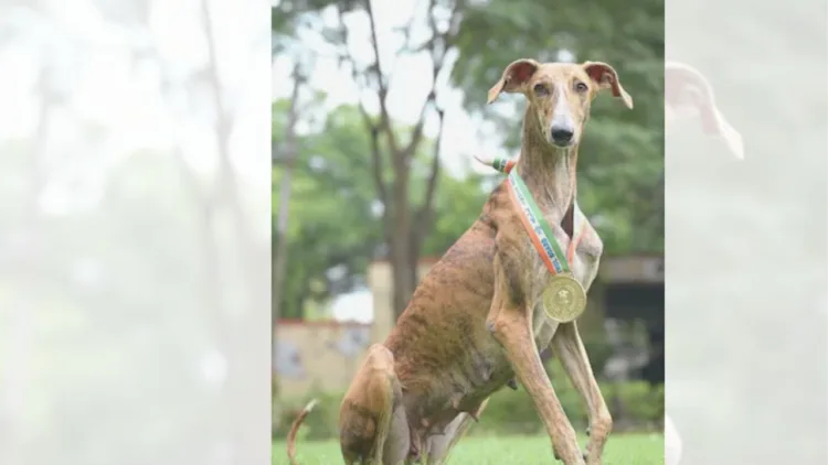 BSF ट्रेनिंग के बाद देसी Dogs ने विदेशी नस्लों को पछाड़ा