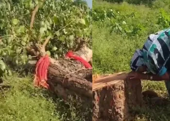 Chhattisgarh viral video