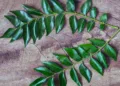 curry leaves benefits