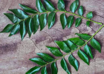 curry leaves benefits