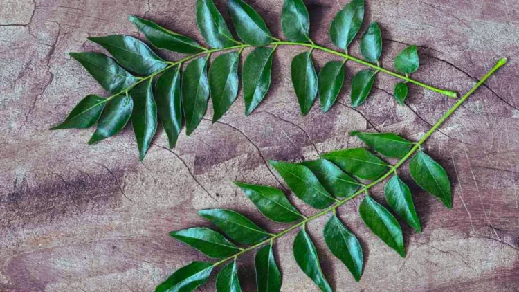 curry leaves benefits