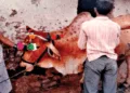 साज-सज्जा के बाद गोवंश की पूजा करता एक परिवार