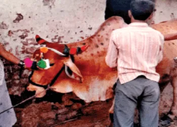 साज-सज्जा के बाद गोवंश की पूजा करता एक परिवार