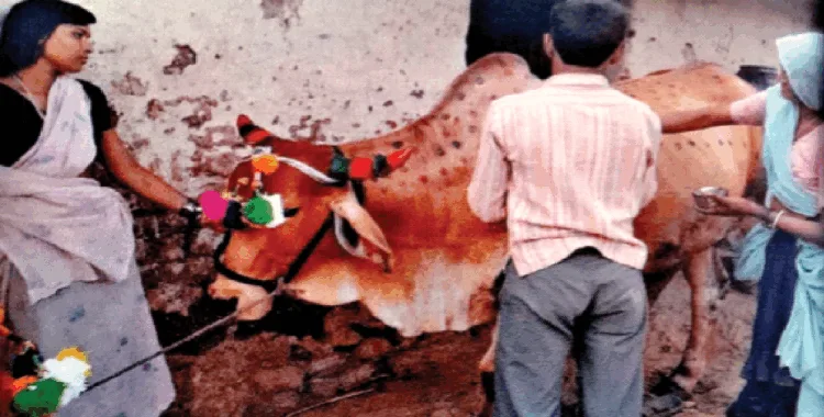 साज-सज्जा के बाद गोवंश की पूजा करता एक परिवार