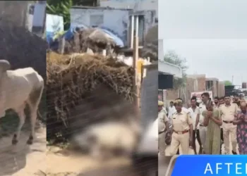 राजस्थान के सीकर में नंदी को गाड़ी से कुचलकर मारने वाले आरोपियों को पुलिस ने गिरफ्तार किया।