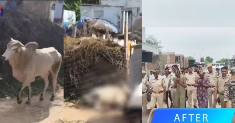राजस्थान के सीकर में नंदी को गाड़ी से कुचलकर मारने वाले आरोपियों को पुलिस ने गिरफ्तार किया।