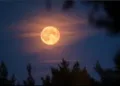 Sharad Purnima