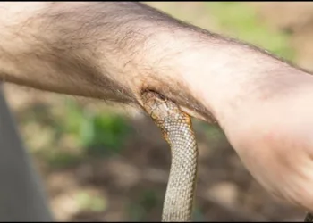universal snake venom antibody