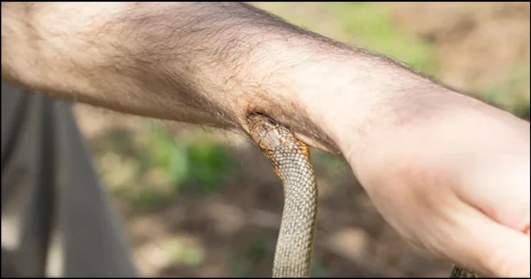 universal snake venom antibody