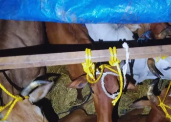 Cow smuggling