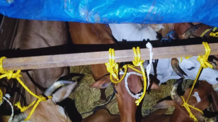 Cow smuggling