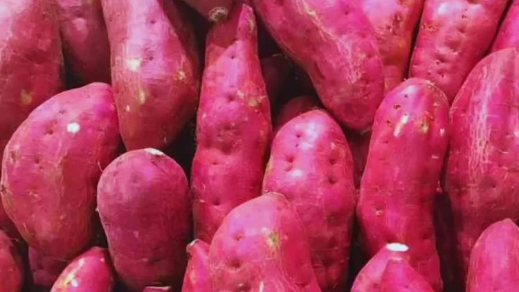 Sweet Potato Benefits