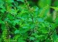 Tulsi