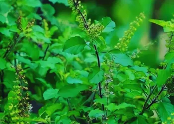 Tulsi