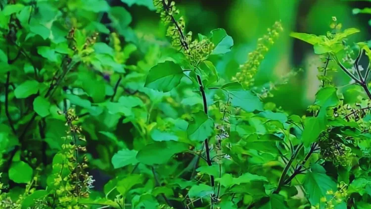 Tulsi
